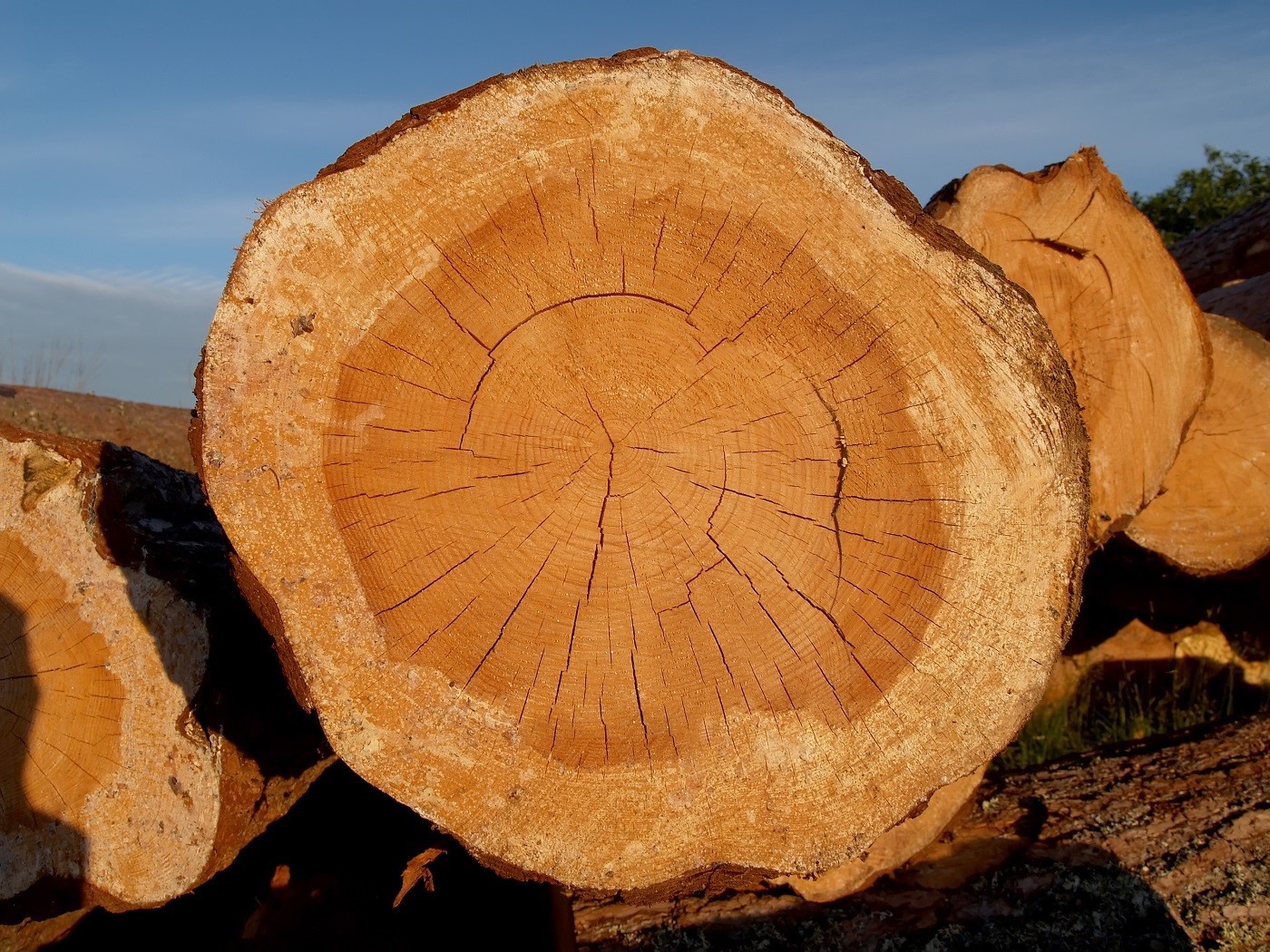 cross-kickback-of-a-pine-log-2026-01-11-09-12-29-utc cross-kickback-of-a-pine-log-2026-01-11-09-12-29-utc
