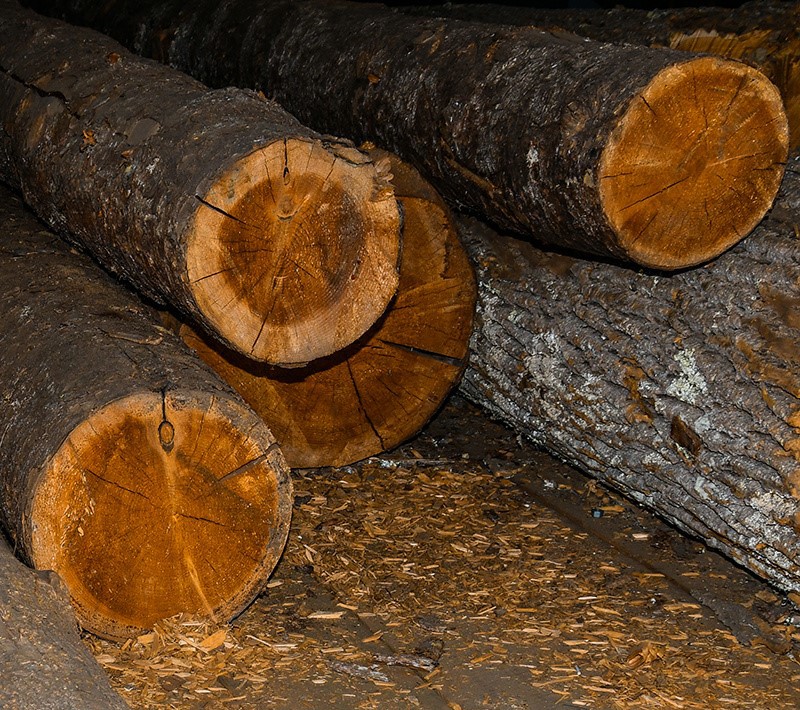 cut-logs-lying-on-the-floor-of-a-sawmill-with-the-2026-01-11-10-19-08-utc cut-logs-lying-on-the-floor-of-a-sawmill-with-the-2026-01-11-10-19-08-utc